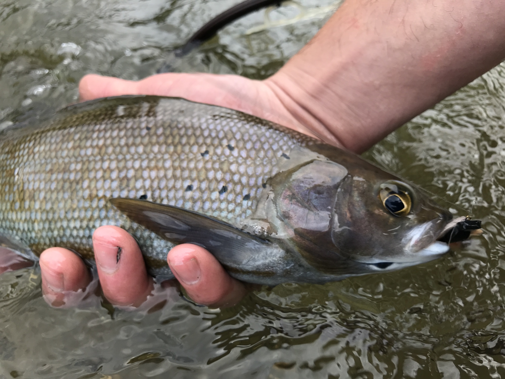 Grayling Fishing Returns to Michigan for the First Time in 100 Years