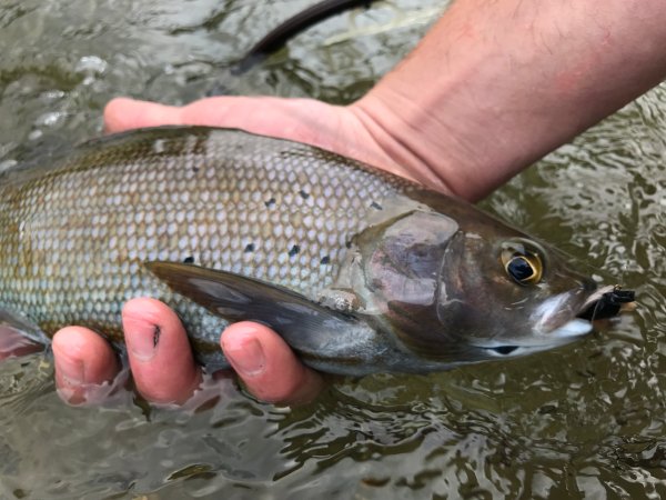 Grayling Fishing Returns to Michigan After a Nearly 100-Year Absence