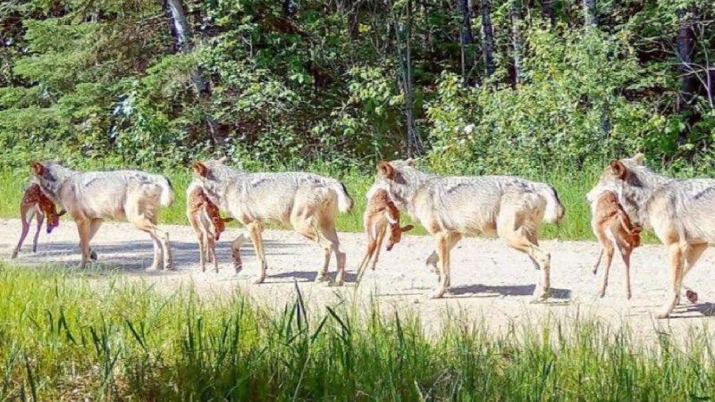 Where Northwoods Wilderness Is Lost, Wolves Kill More Fawns