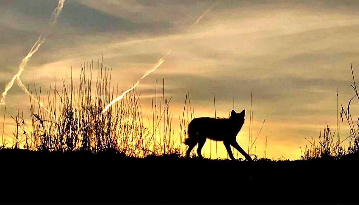 A coyote is silhouetted by the sunrise.
