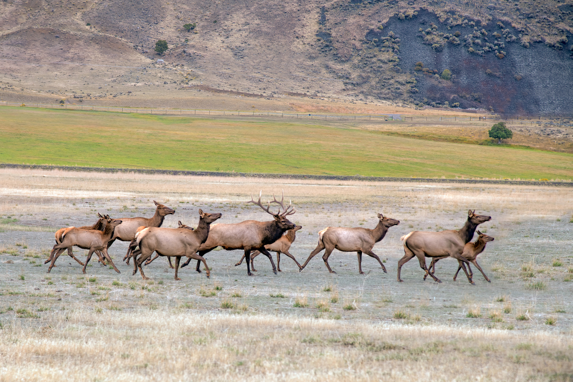 wyoming proposal unlimited elk permits for ranchers