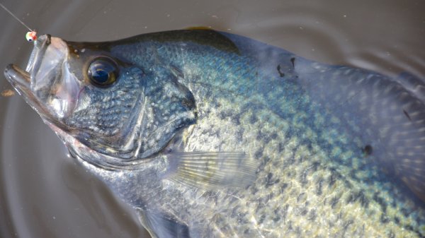 Crappie Poachers Busted with 141 Fish Over Their Legal Limit