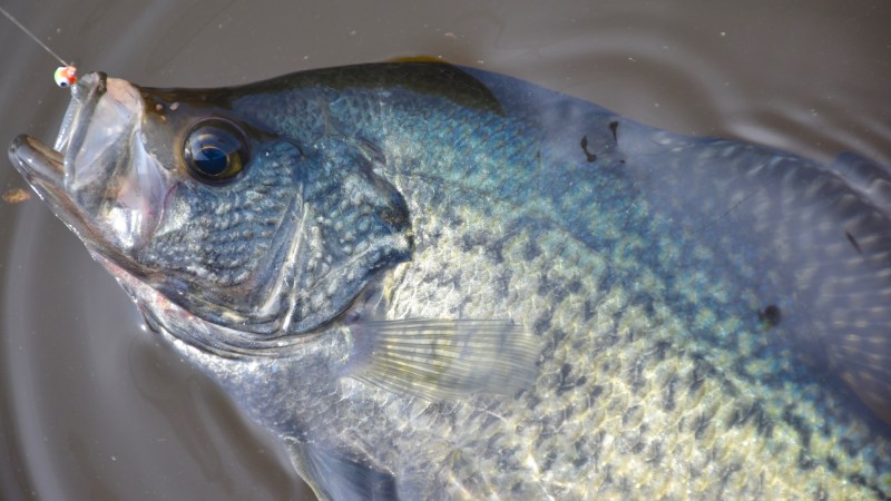 Gross Offense: 2,238 Panfish Over Limit!