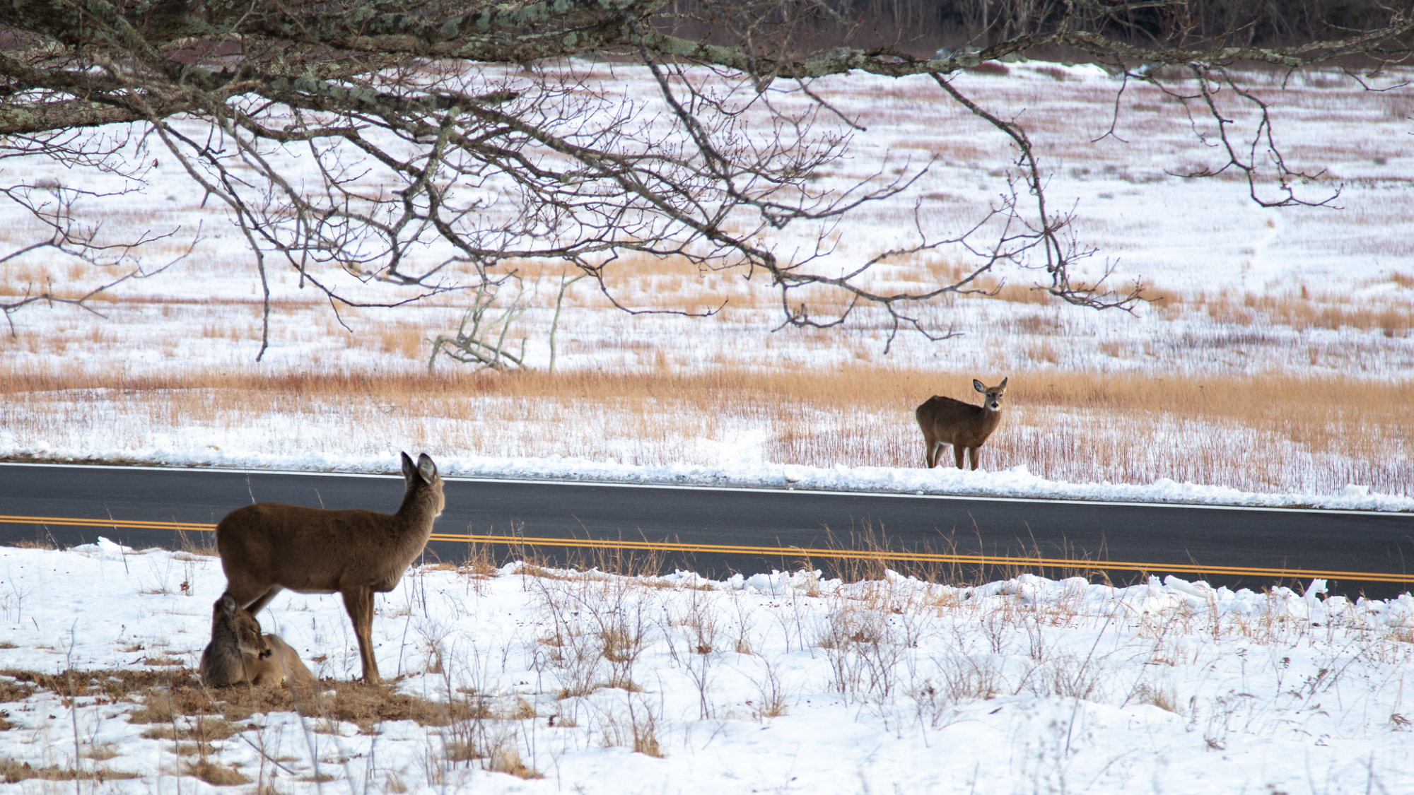 deer standing near road