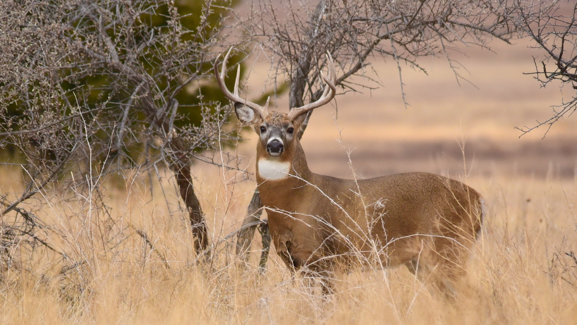 mature whitetail buck in fall