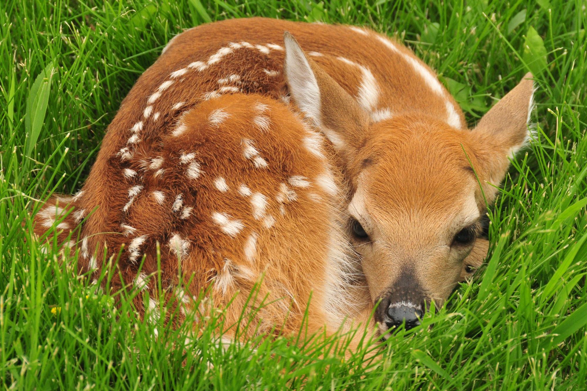 whitetail fawn bedded in grass