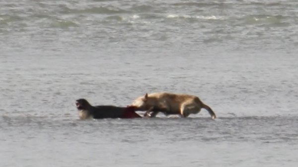 Video: Wolf Hunts Harbor Seal in Katmai National Park
