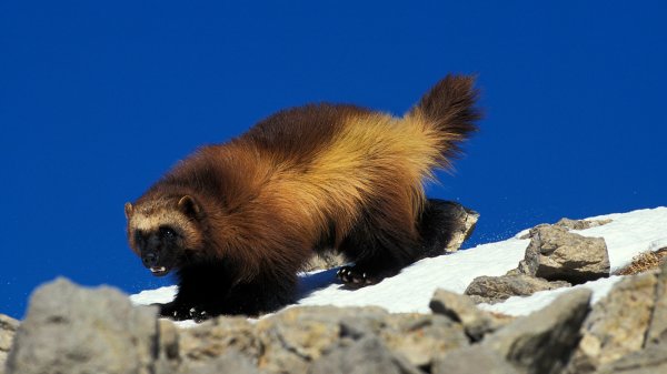 Wolverines Are on the Brink of “Threatened” Status in the Lower 48