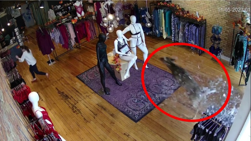 Watch: Rutting Buck Crashes into Lingerie Store