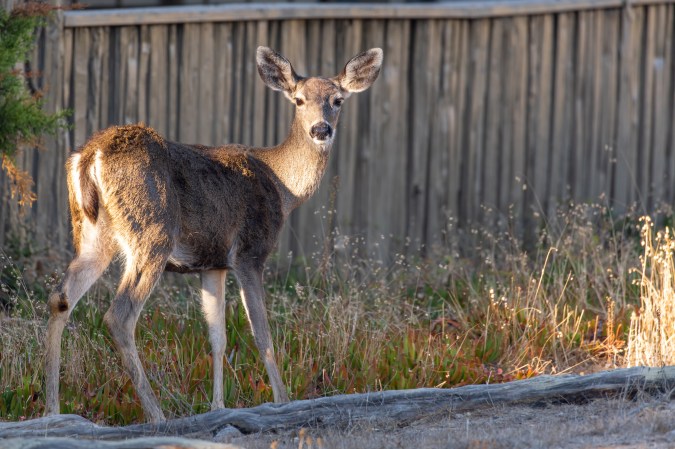 Graphic Photo of Woman’s Gored Leg Shows What Happens When Deer Lose Their Fear of Humans