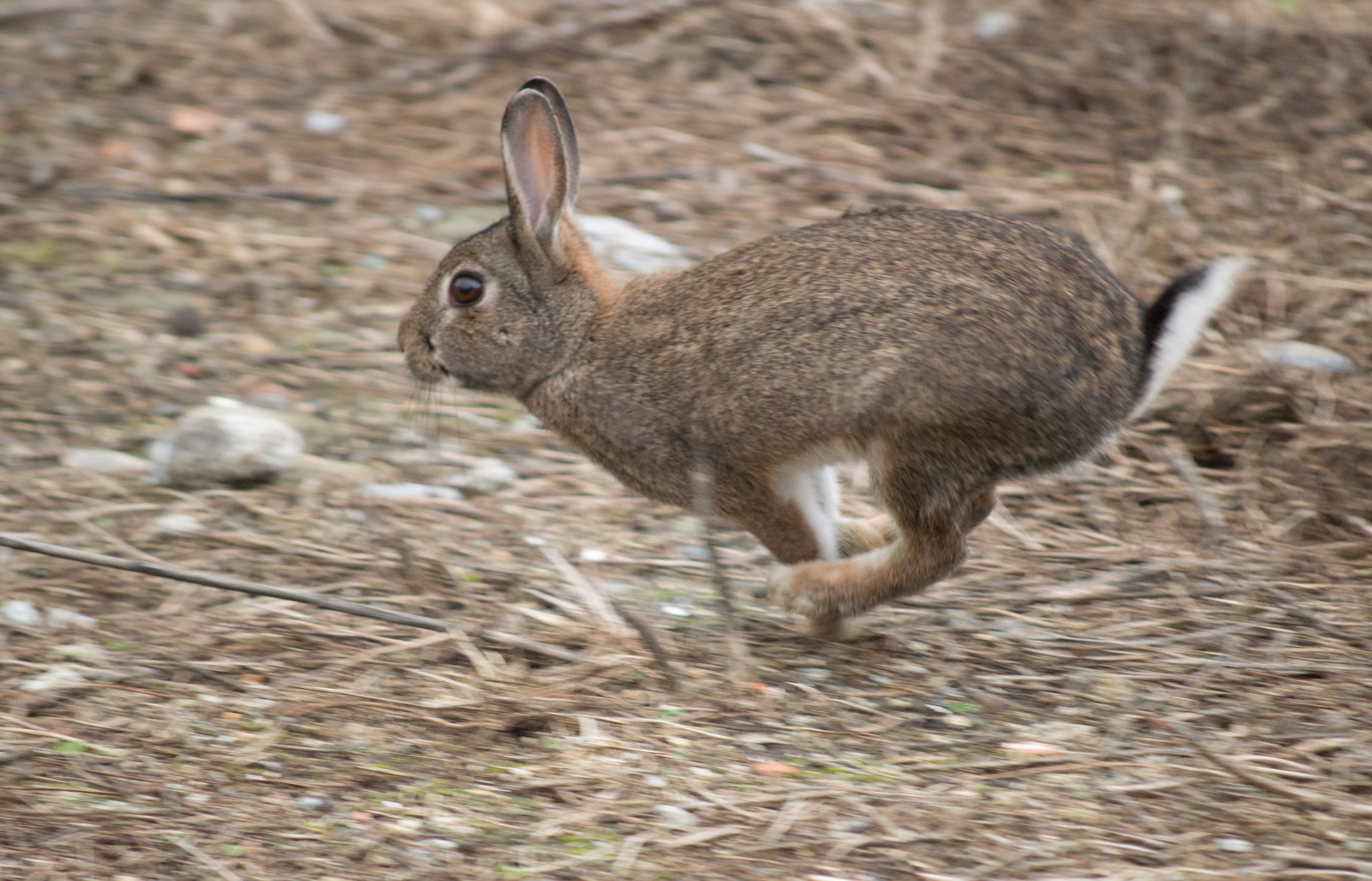 Summer to Spring There’s Plenty of Hunting in Arkansas | Outdoor Life