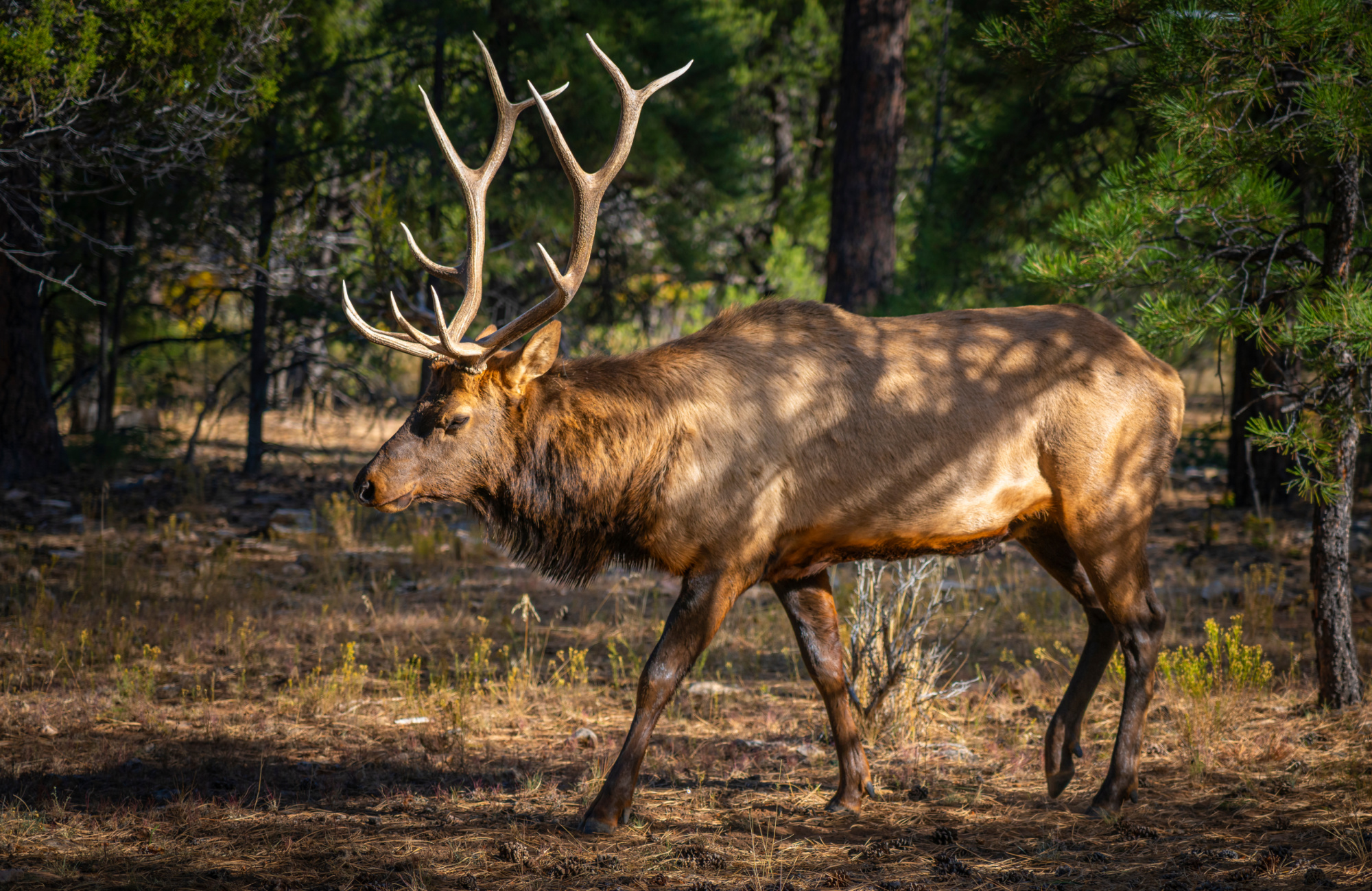 bull elk in arizona
