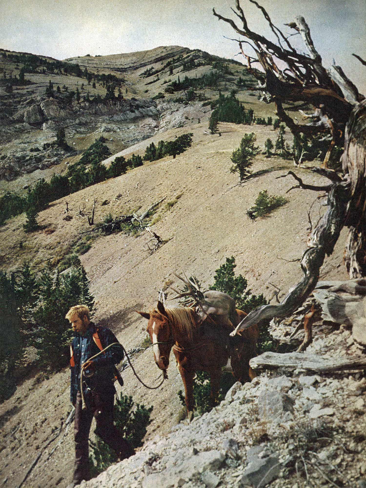 hunter leads horse down steep hill in high-elevation area with sparse elevation and a gnarled old tree in the foreground