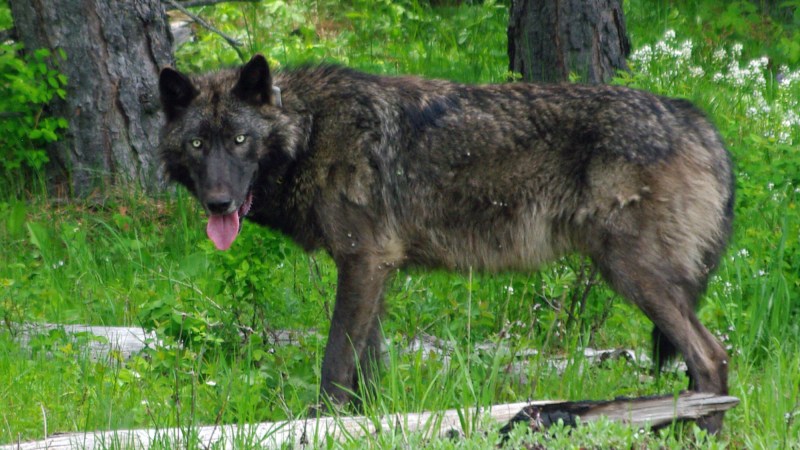 Colorado Wolf Kills Calf in the Same County Where Reintroduction Occurred