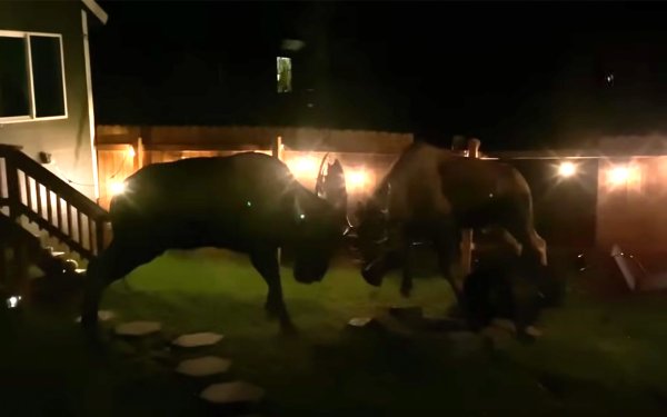 Watch: Front Yard Moose Brawl Ends with Broken Fence, Major Damage