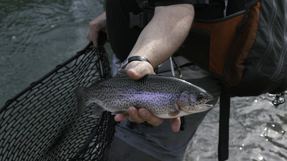 trout.png?quality=85&w=1200