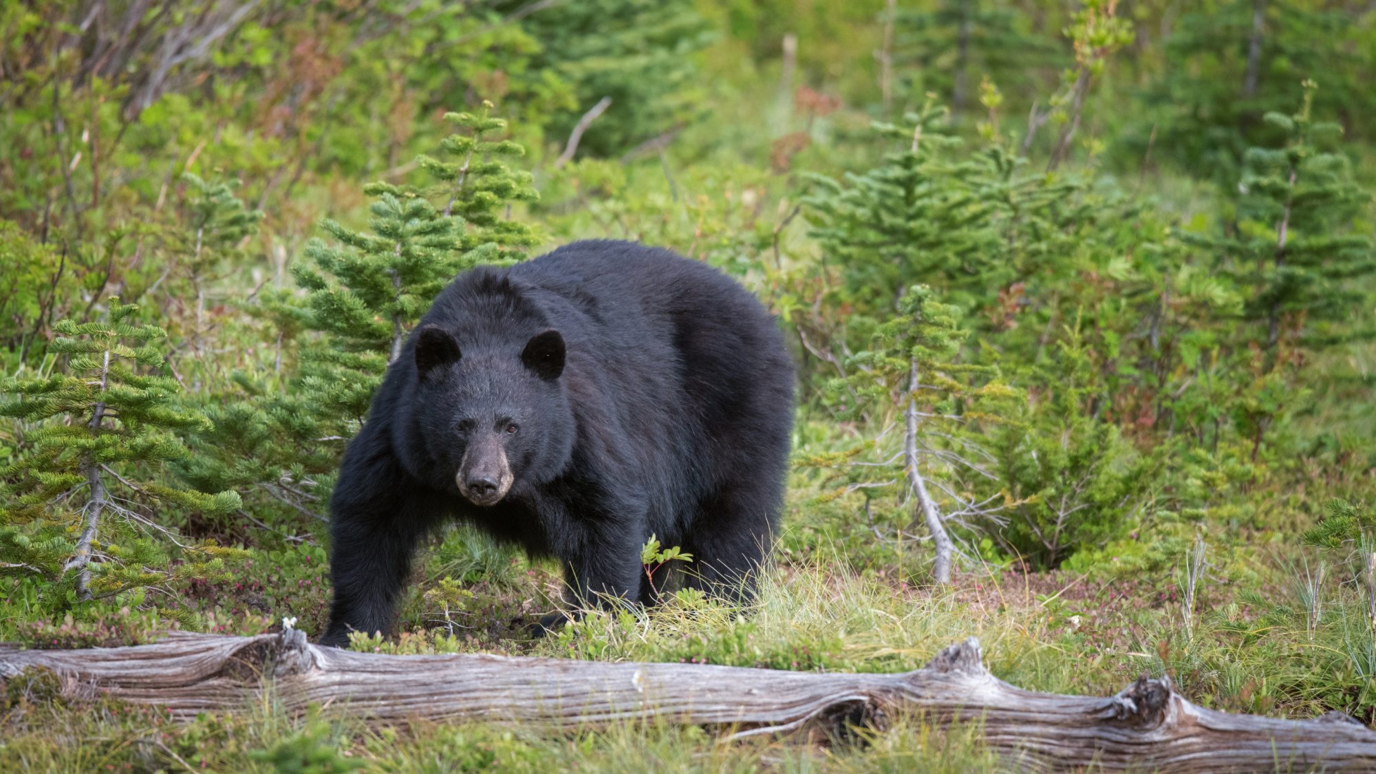 black bear in washington state