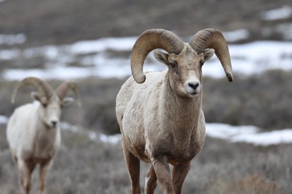 2 Bighorn Sheep Beheaded and Left to Rot in Canadian National Park