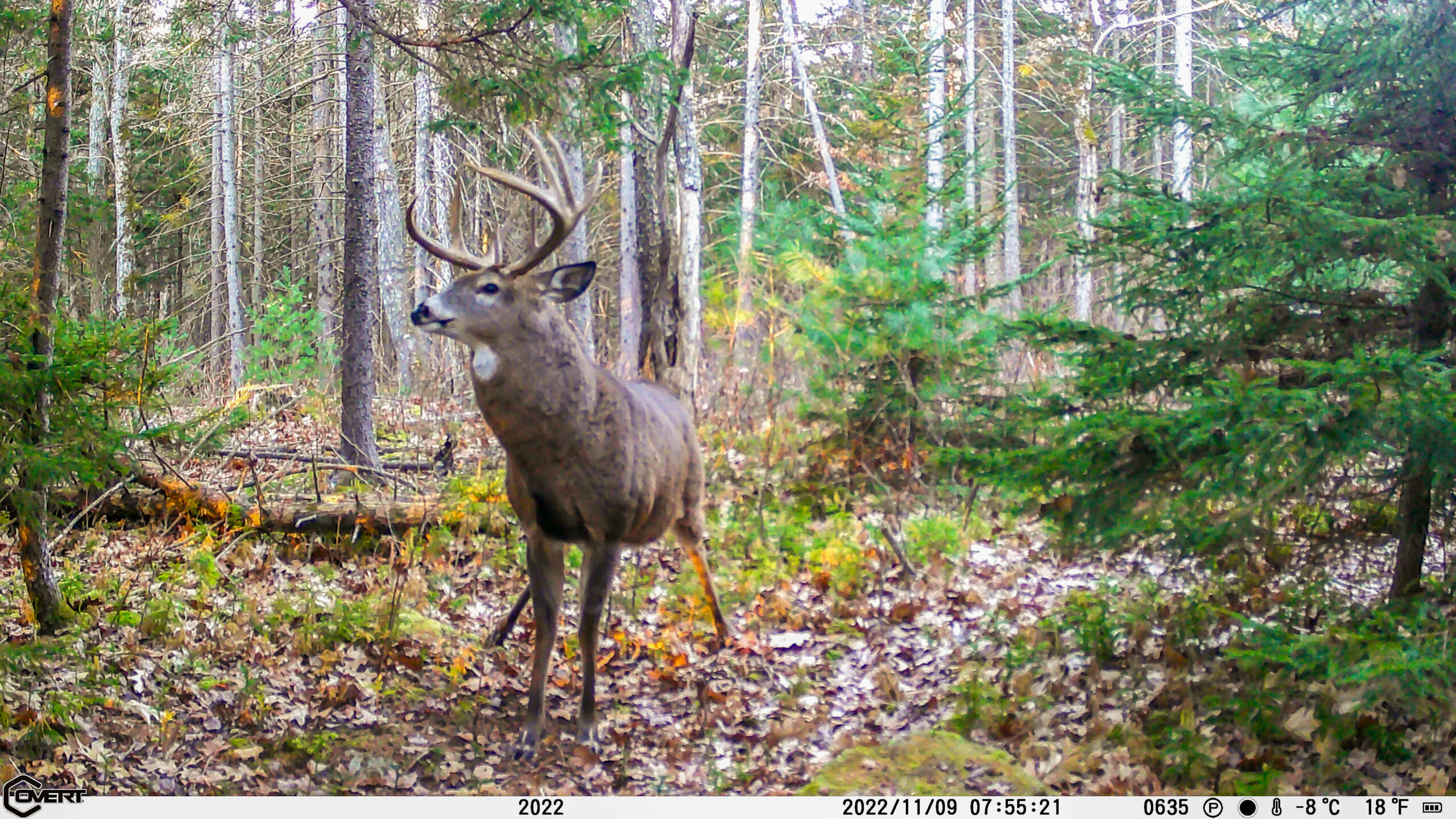 A buck checking a scrape created with deer attractants