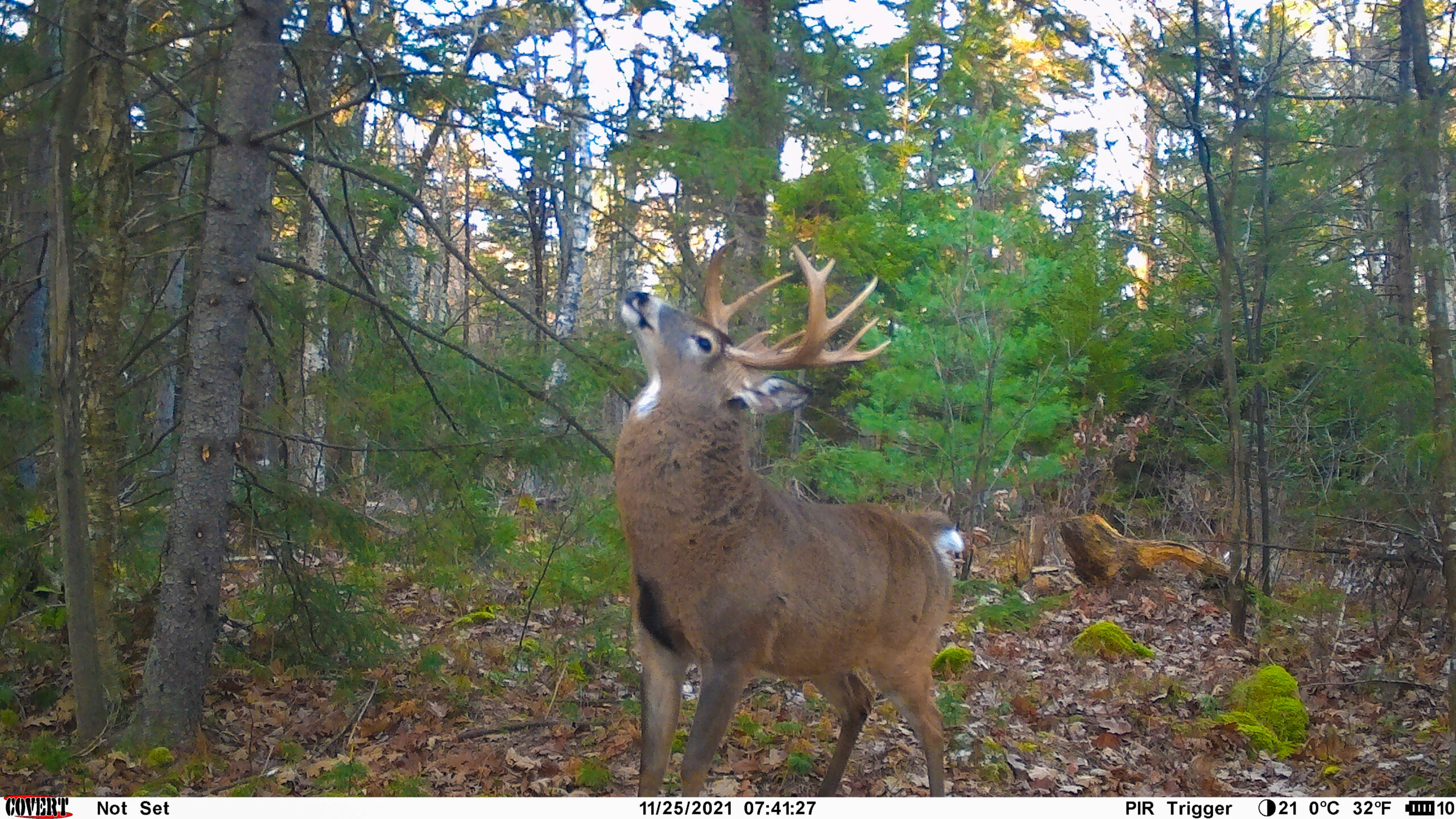 A buck working a scrape created with deer attractants