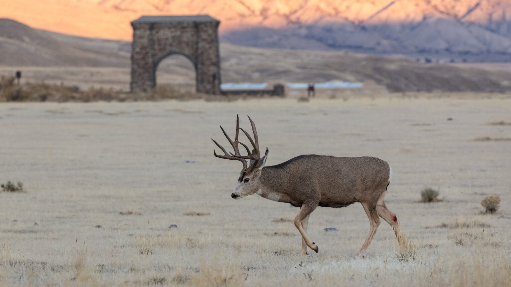 mule deer buck yellowstone national park