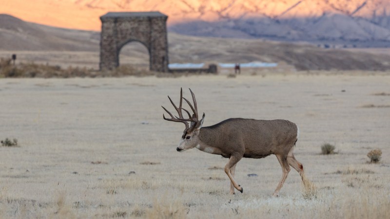 First Case of CWD Confirmed in Yellowstone National Park