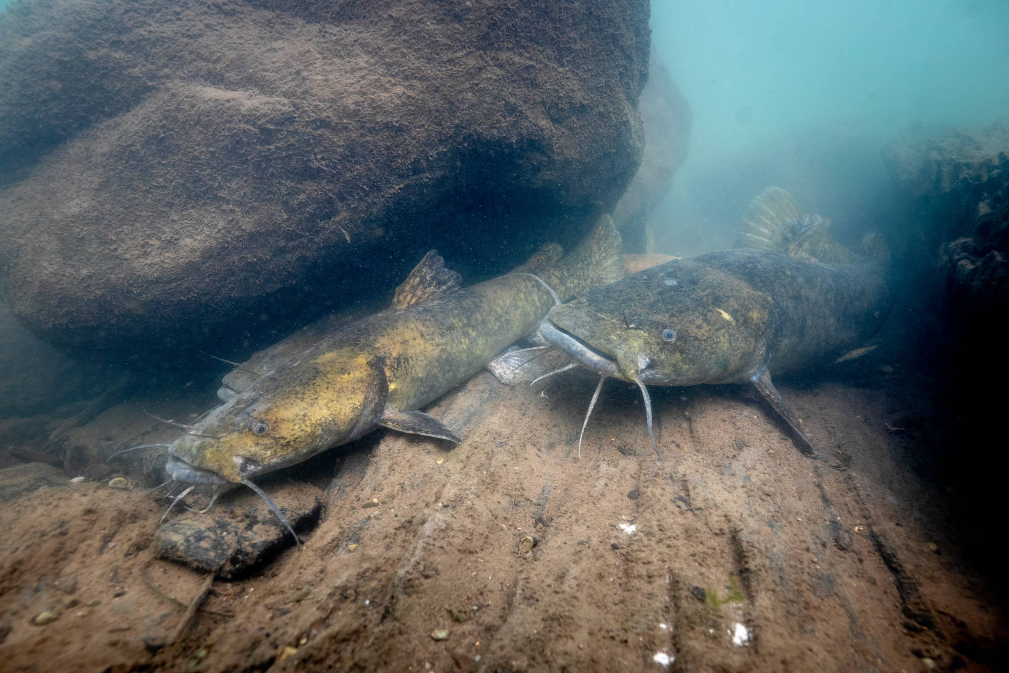Flathead catfish under a rock.