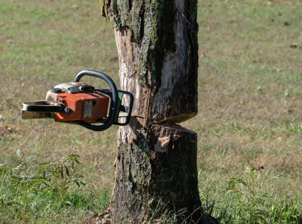 Dumb Thief Tries to Cut Down Tree Stand, Loses Chainsaw to Tree