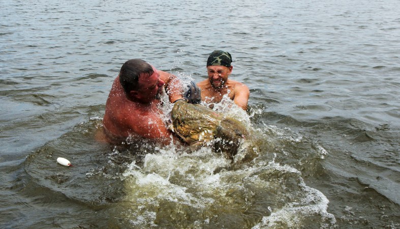 Two noodlers wrestle a giant flathead catfish.