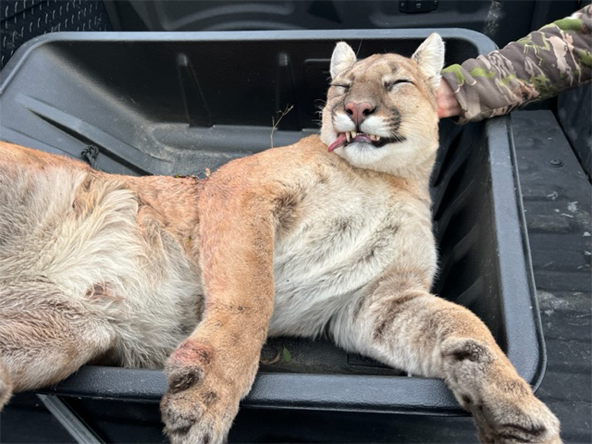 wisconsin bowhunter kills cougar