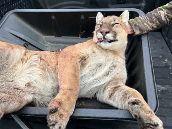 Wisconsin Bowhunter Kills Cougar in Self Defense: “I Felt Like the Only Option I Had Was to Shoot”