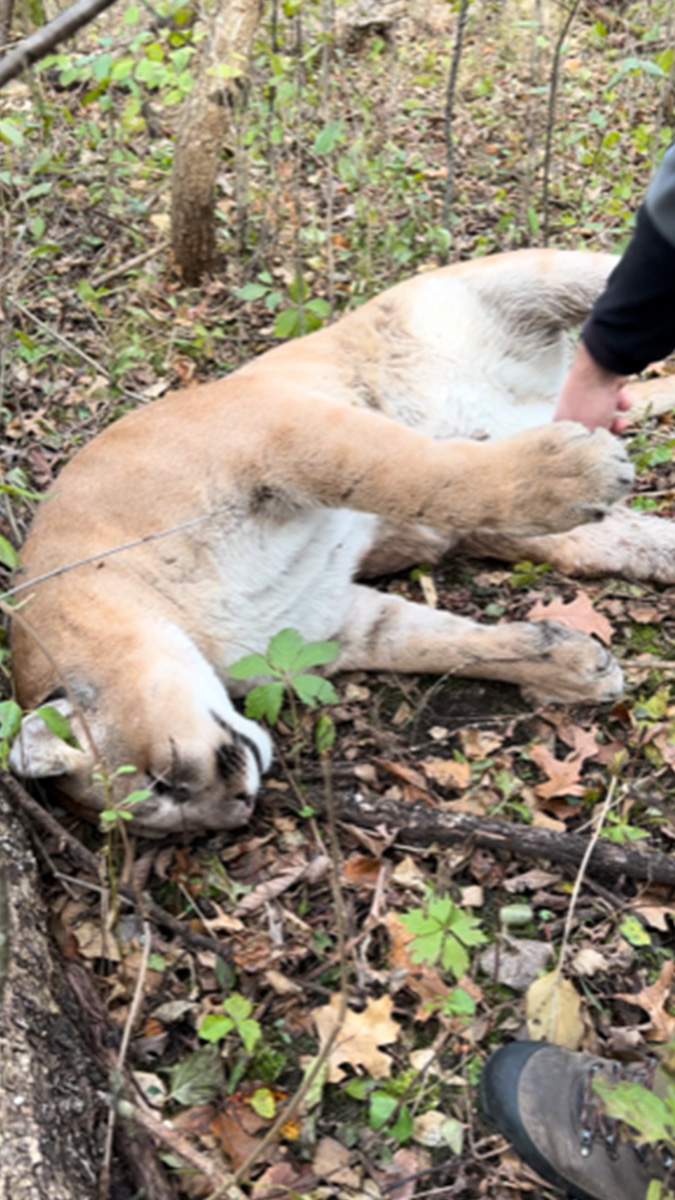 wisco bowhunter kills cougar