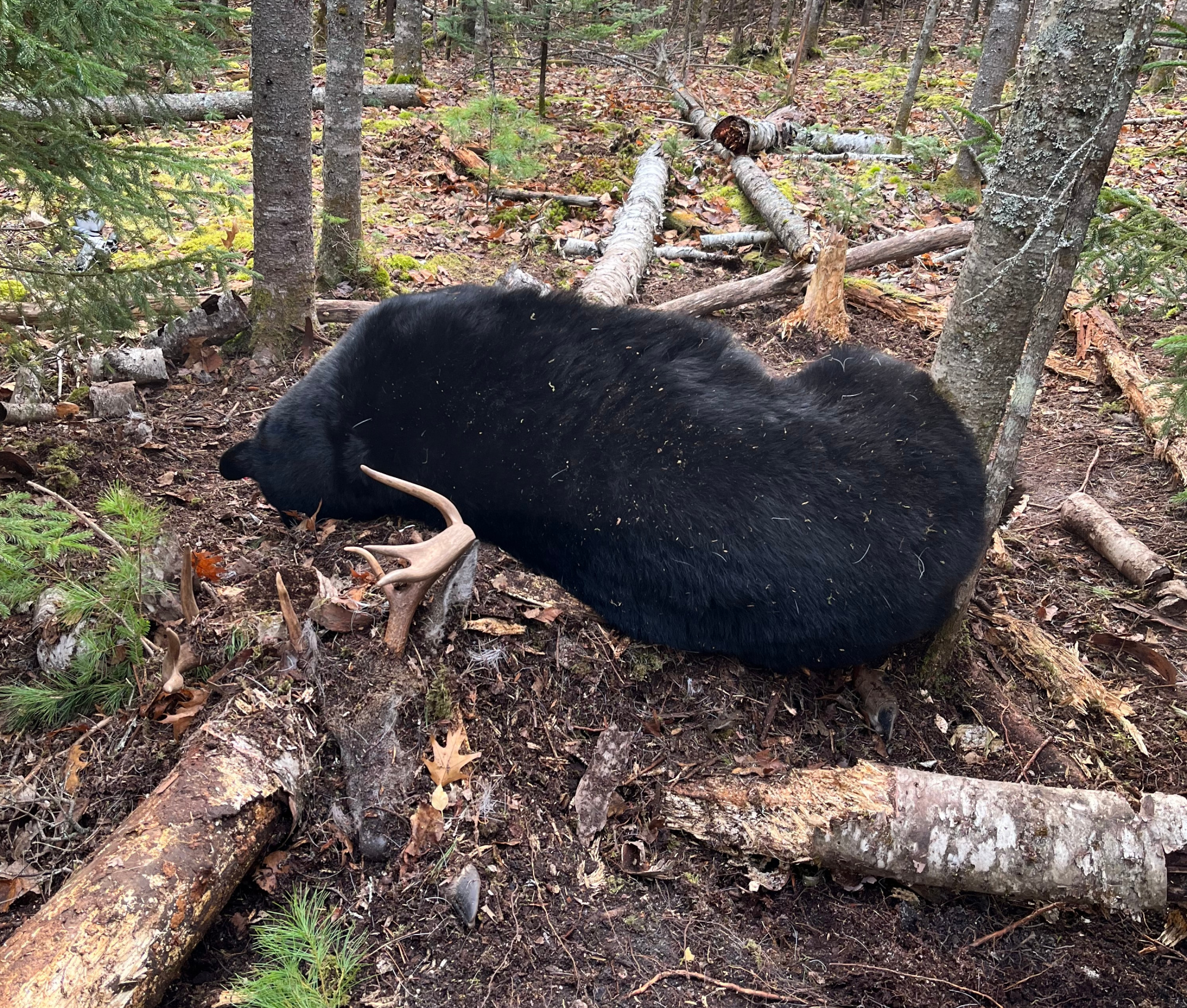 black bear with whitetail buck deadhead