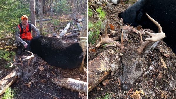 Hunter Shoots Huge Black Bear, Finds 8-Point Buck Underneath It