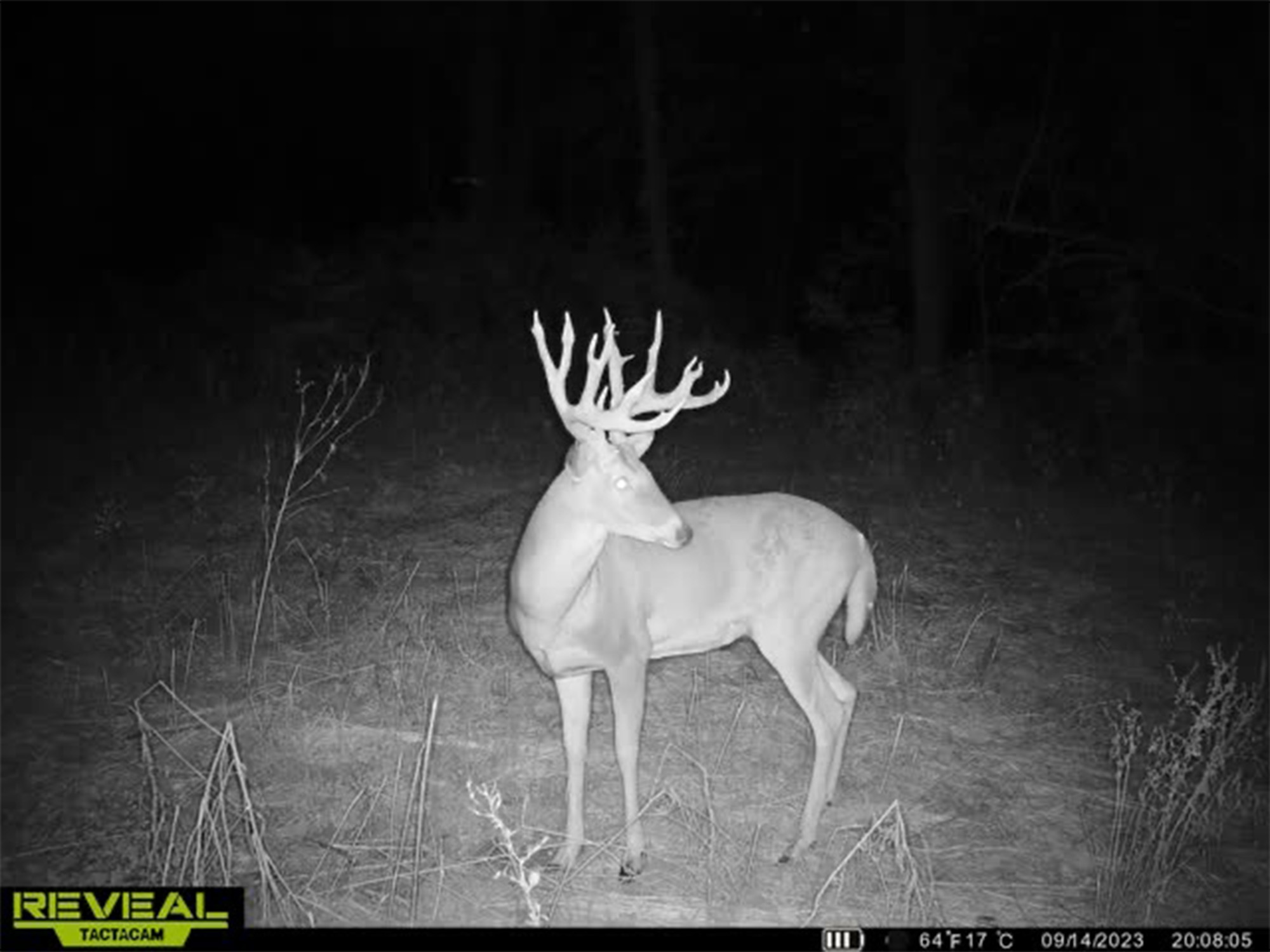 bowhunter giant buck muggy afternoon 3