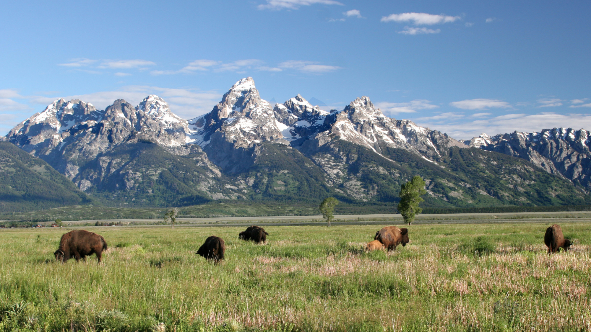 grand teton national park with bison