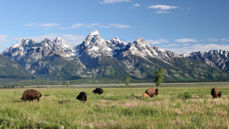 Proposal to Auction Land Inside Grand Teton National Park Tabled Until Fall 2024