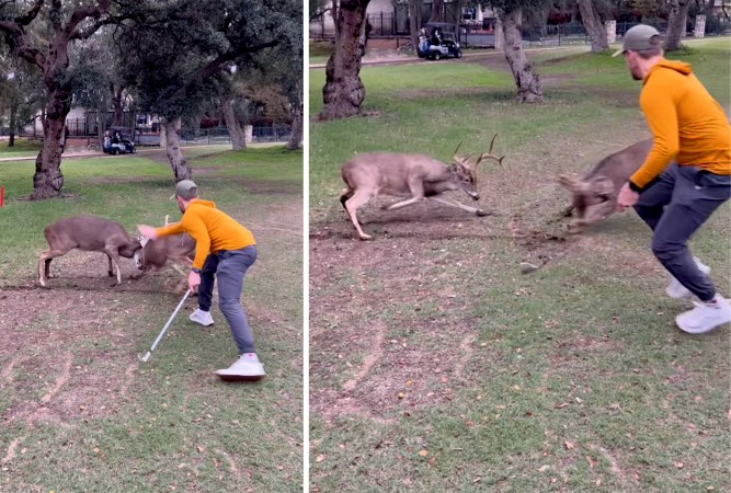 Watch: Golfer Spanks Fighting Buck on a Dare