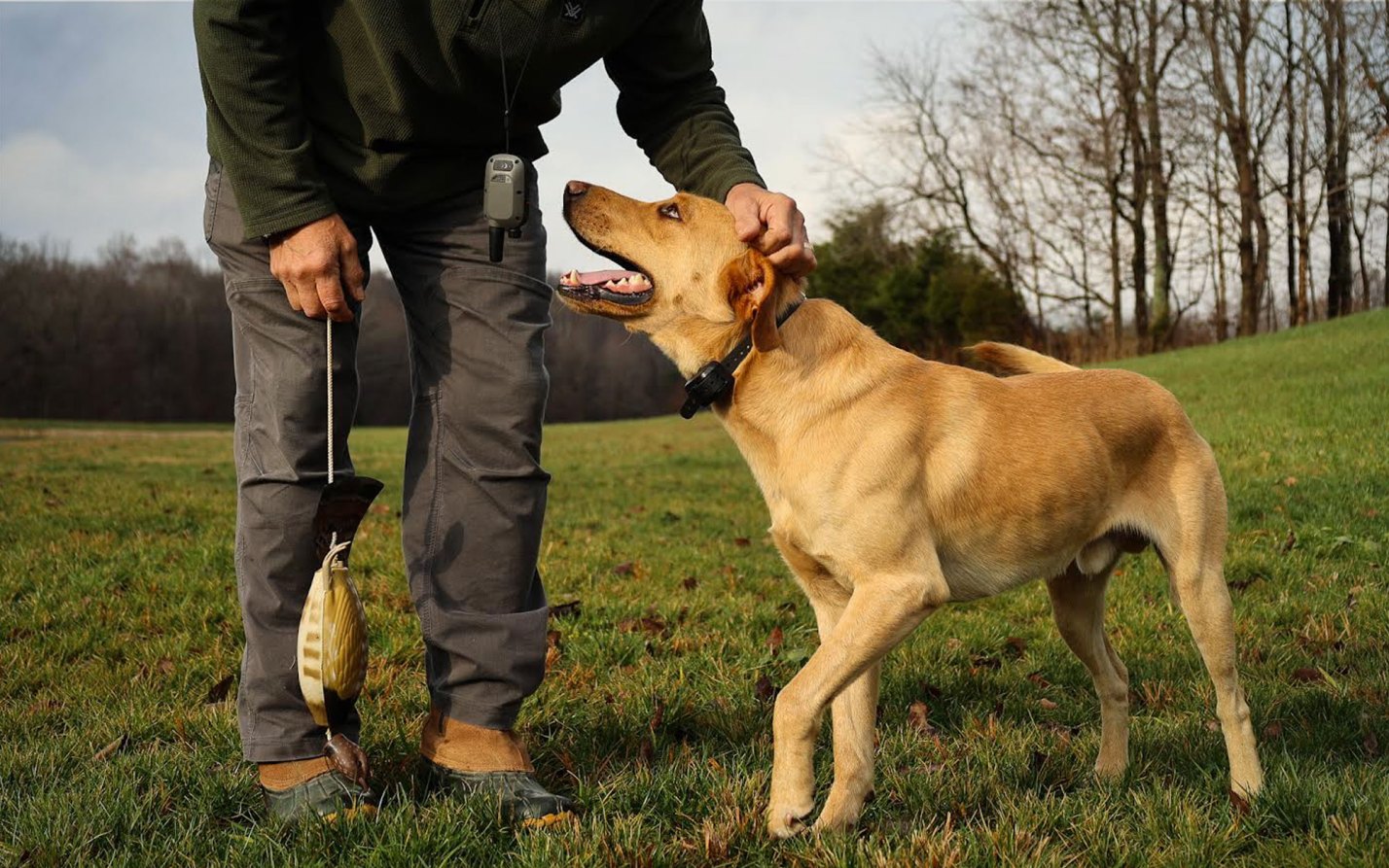 The Best Dog Training Collars, Tested and Reviewed Outdoor Life