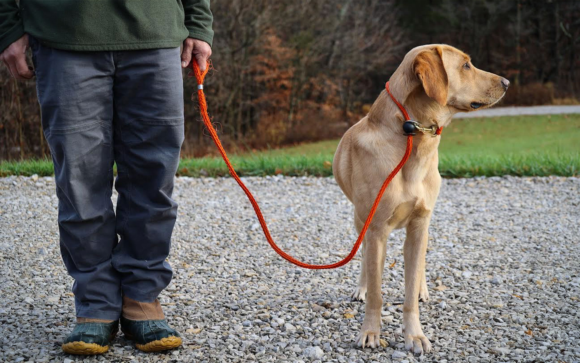 The Best Dog Training Collars, Tested and Reviewed | Outdoor Life