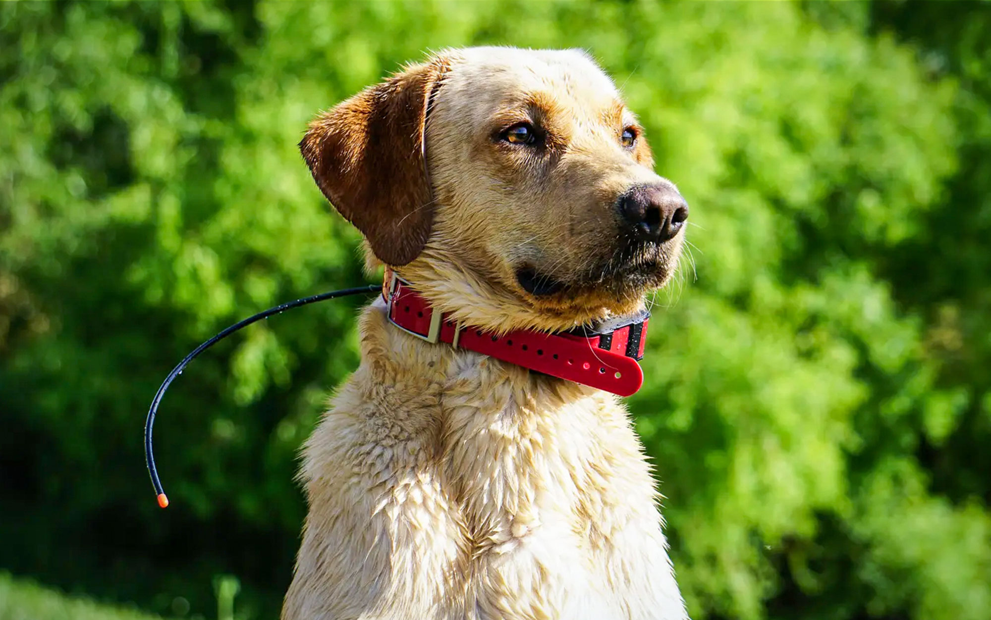 The Best Dog Training Collars, Tested and Reviewed | Outdoor Life