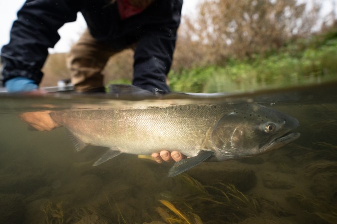Breach or Die: It's Time to Free the Lower Snake River and Save Idaho's Wild Salmon