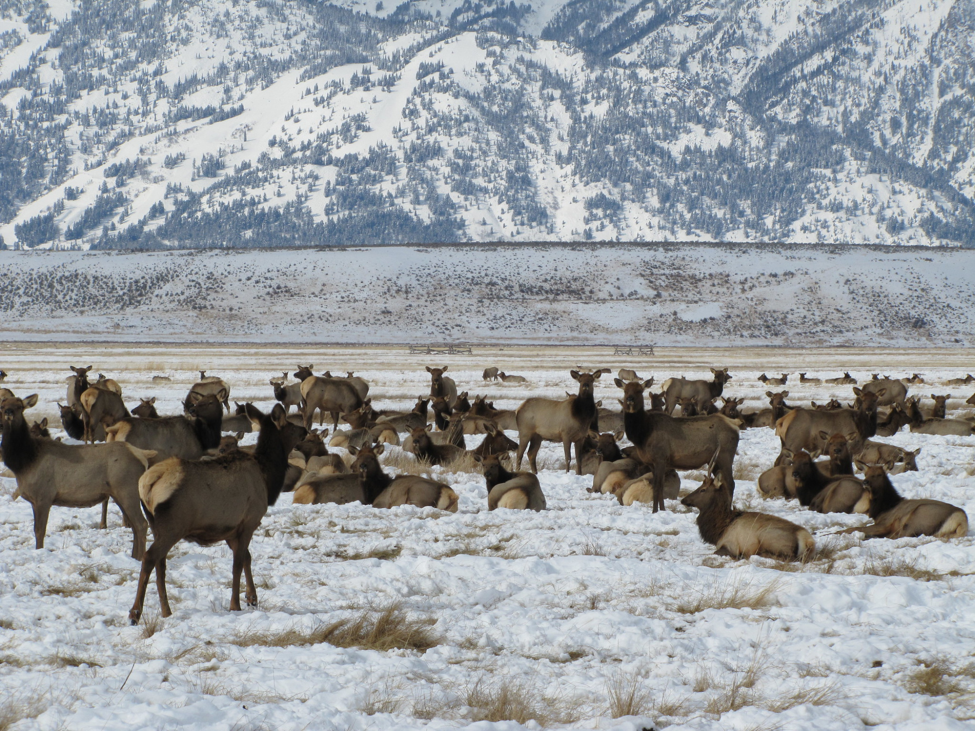 Jackson elk herd on national elk refuge