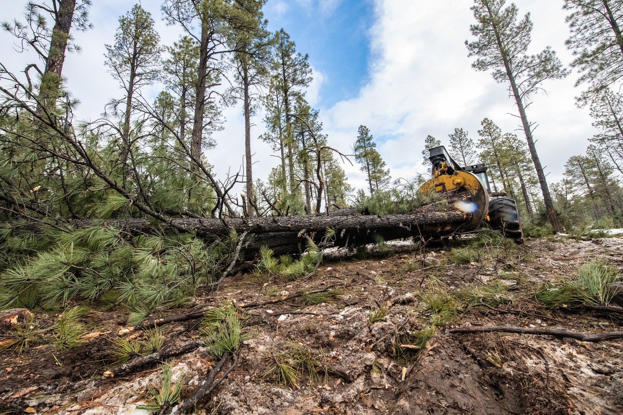 logging in apache-sitgreaves national forest