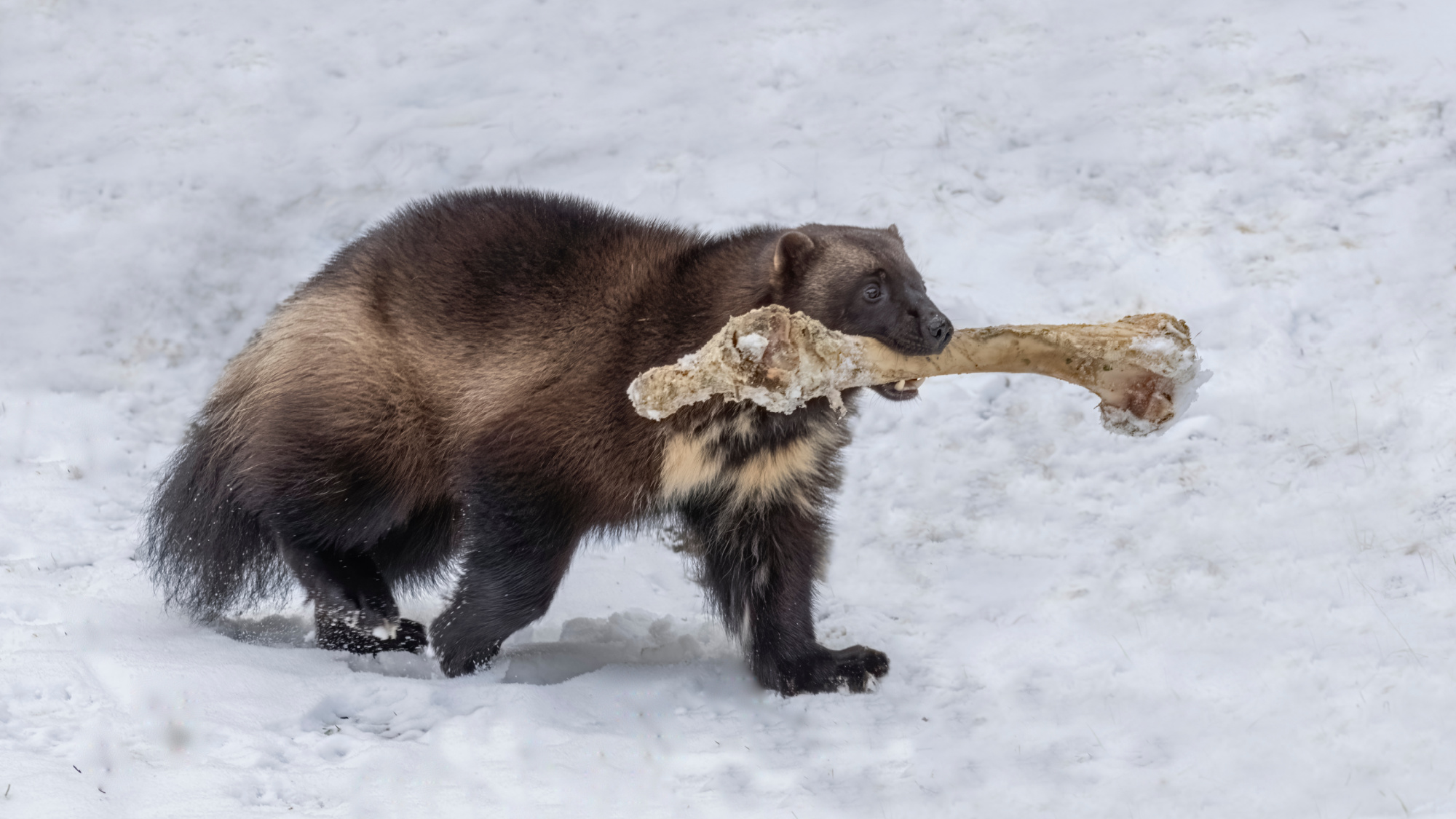 wolverine carrying moose bone