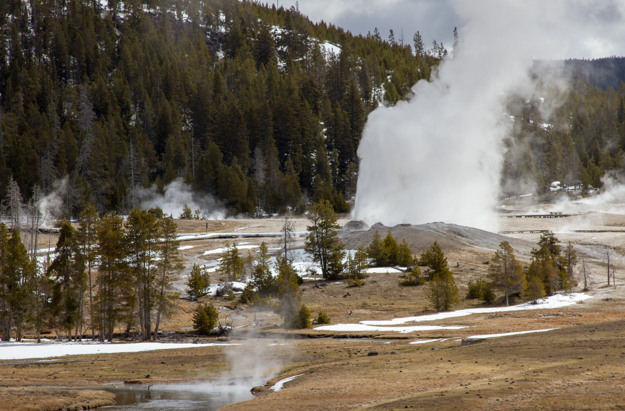 lion geyser at yellowstone national park