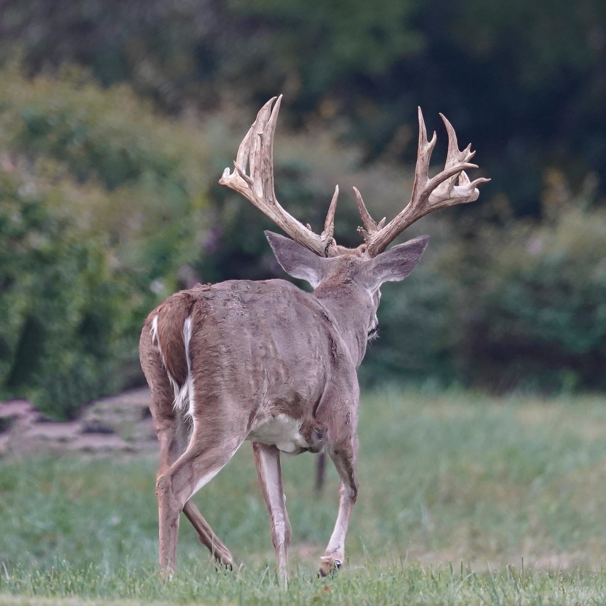 Big typical buck walking away from the camera in a grassy field.