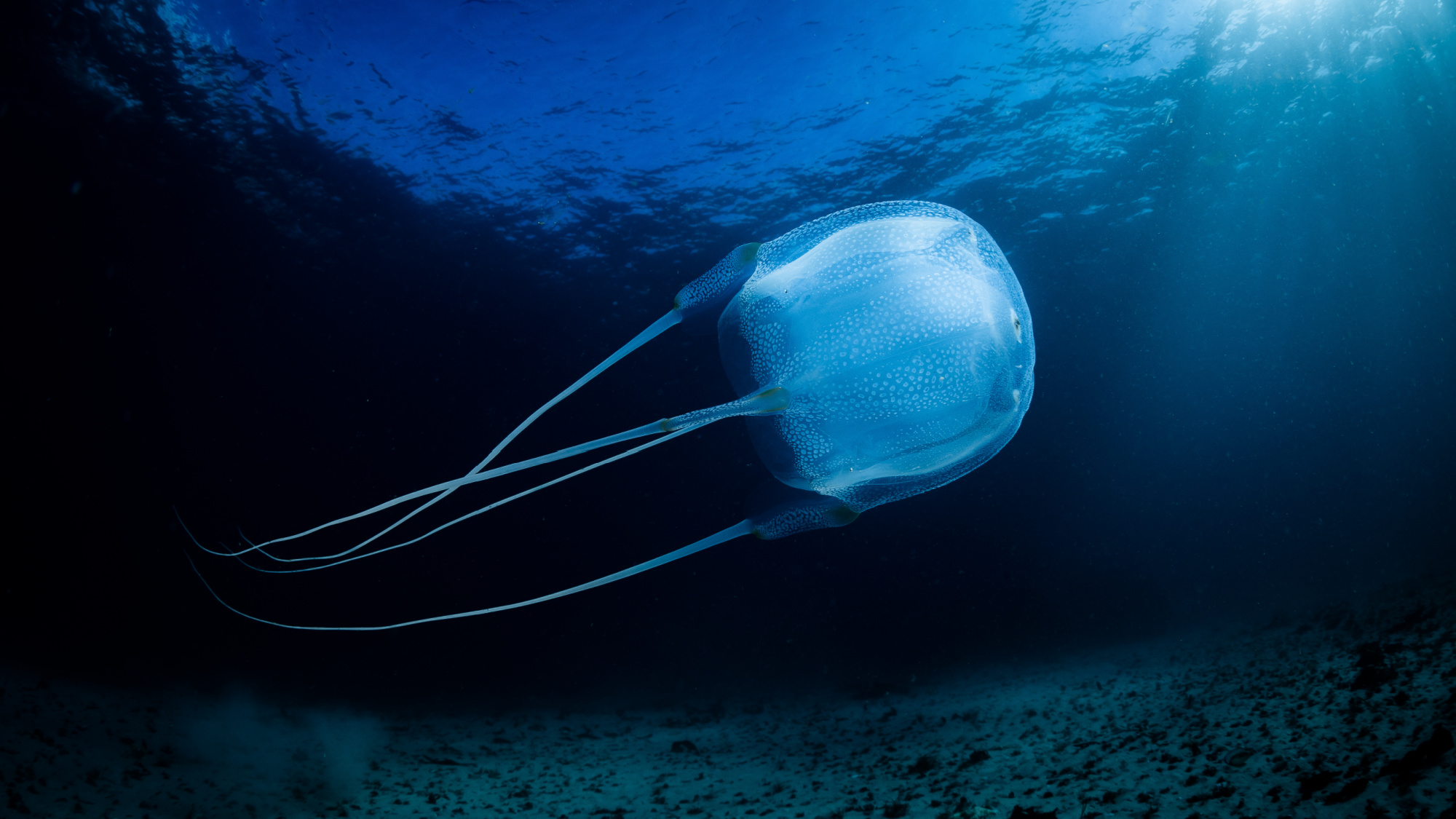 box jellyfish in south africa