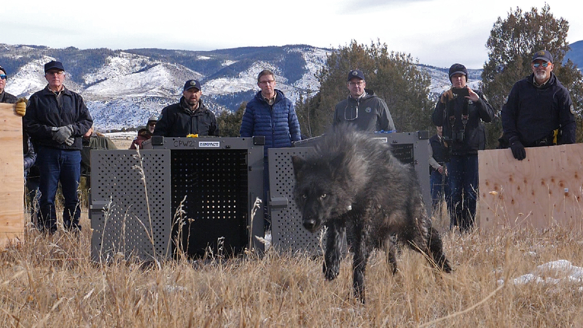 wolf released in colorado