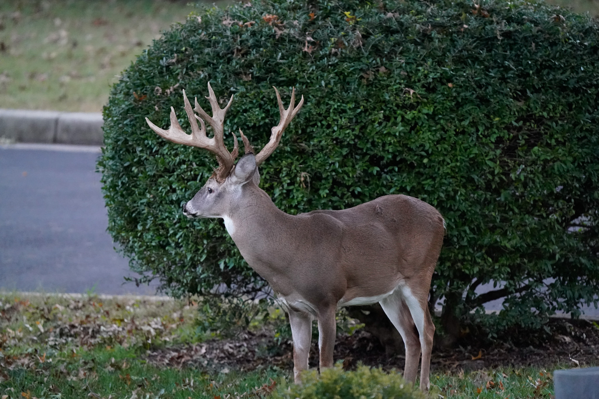 The giant Hollywood buck, by a road in Richmond.